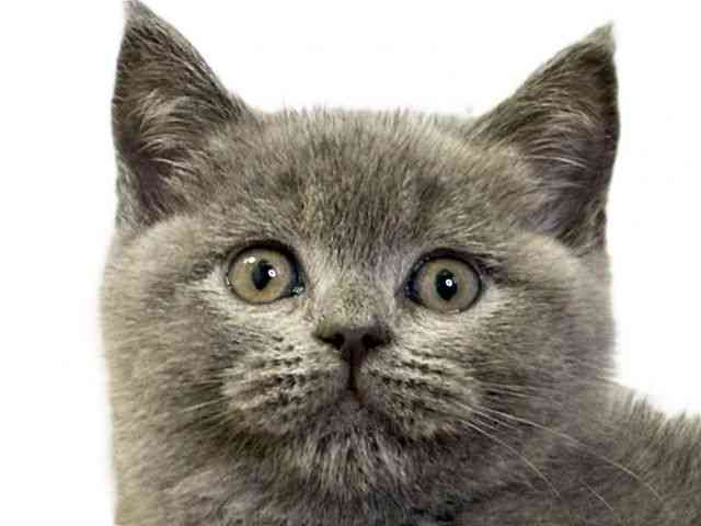 愛媛県のブリティッシュショートヘアー (ひごペットフレンドリーエミフルMASAKI店/2025年10月10日生まれ/女の子/ブルー)の子猫の1枚目の画像