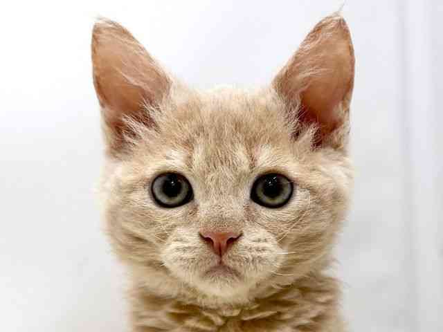 広島県のセルカークレックス (ひごペットフレンドリーゆめタウン廿日市店/2025年10月6日生まれ/男の子/クリーム)の子猫の1枚目の画像