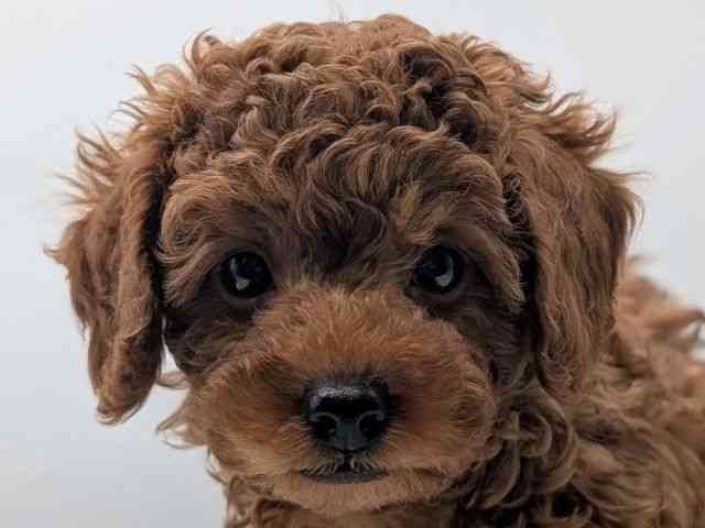 香川県のトイプードル(トイ) (ひごペットフレンドリーゆめタウン高松店/2025年10月10日生まれ/男の子/レッド)の子犬の1枚目の画像