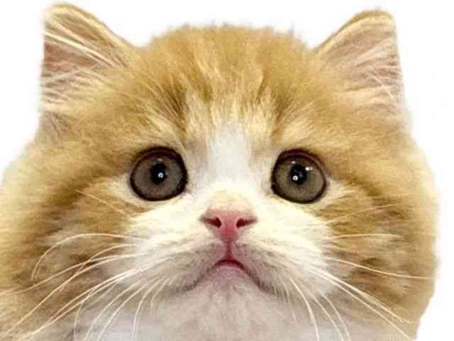 愛媛県のスコティッシュフォールド (ひごペットフレンドリーエミフルMASAKI店/2025年10月1日生まれ/男の子/レッドタビーホワイト)の子猫の1枚目の画像