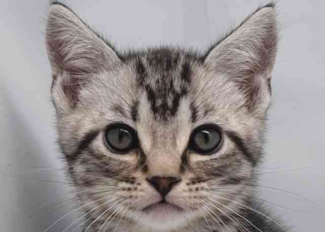 鳥取県のアメリカンショートヘアー (ひごペットフレンドリーイオンモール鳥取北店/2025年10月12日生まれ/男の子/シルバータビー)の子猫の1枚目の画像