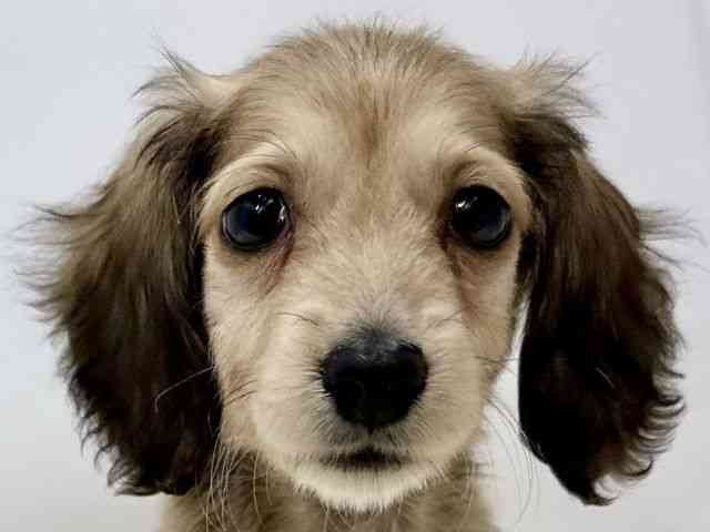 広島県のミニチュアダックスフンド(ロング) (ひごペットフレンドリーゆめタウン廿日市店/2025年10月12日生まれ/女の子/シェーデットイエロー)の子犬の1枚目の画像