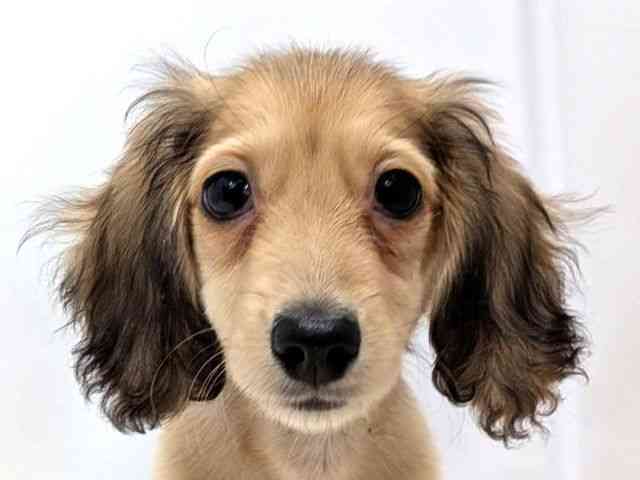 広島県のミニチュアダックスフンド(ロング) (ひごペットフレンドリーゆめタウン廿日市店/2025年10月12日生まれ/女の子/シェーデットイエロー)の子犬の1枚目の画像