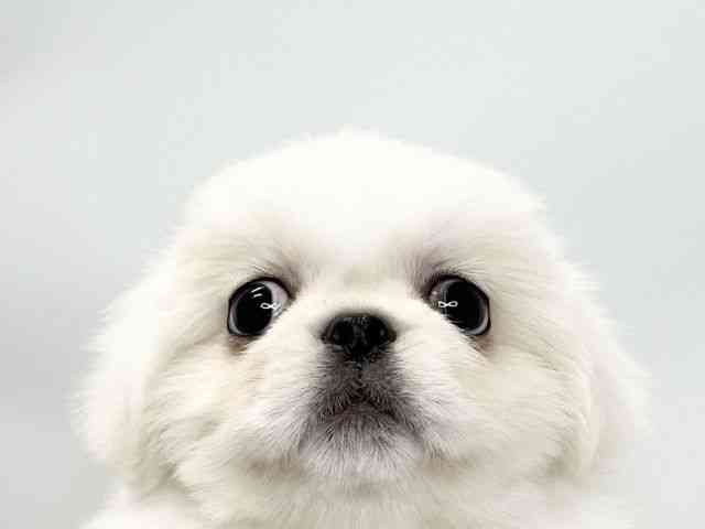 愛媛県のペキニーズ (ひごペットフレンドリーイオンモール今治新都市店/2025年10月11日生まれ/女の子/ホワイト)の子犬の1枚目の画像