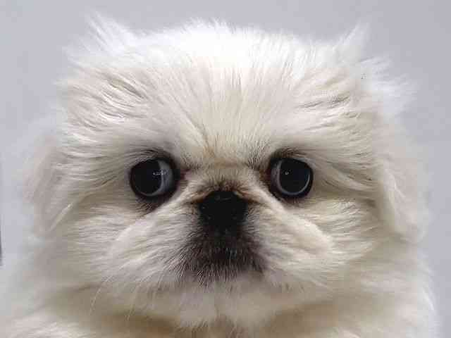 奈良県のペキニーズ (ひごペットフレンドリー奈良パワーシティ店/2025年10月11日生まれ/女の子/ホワイト)の子犬の1枚目の画像