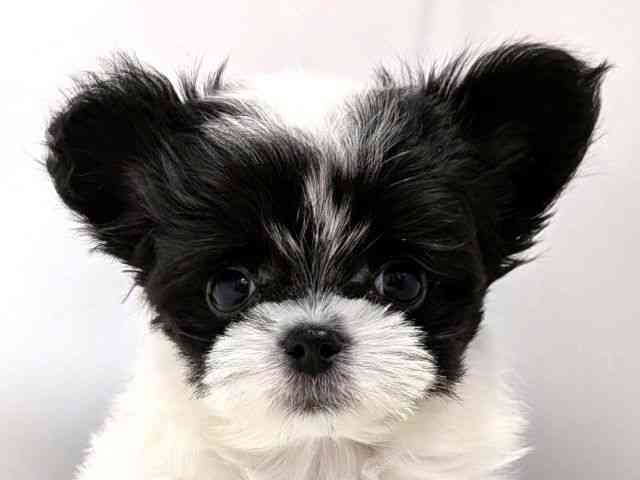 広島県のチワマル/マルチワ(チワワ×マルチーズ) (ひごペットフレンドリーゆめタウン廿日市店/2025年10月12日生まれ/男の子/ホワイトブラック)の子犬の1枚目の画像