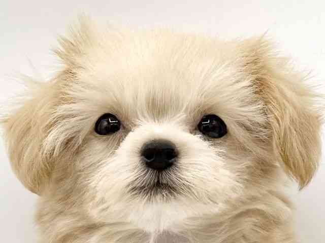 大阪府のチワプー/プーチー(チワワ×プードル) (ひごペットフレンドリーららぽーとEXPOCITY店/2025年10月10日生まれ/男の子/クリーム)の子犬の1枚目の画像