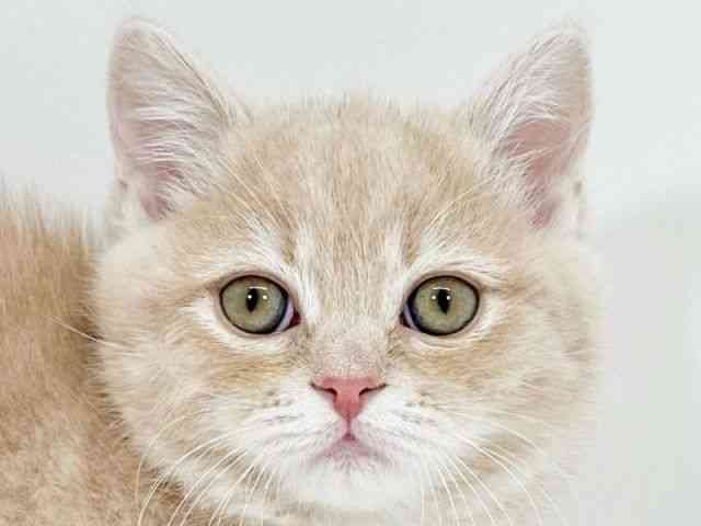 京都府のマンチカン (ひごペットフレンドリーイズミヤショッピングセンター八幡店/2025年10月8日生まれ/男の子/クリームタビー)の子猫