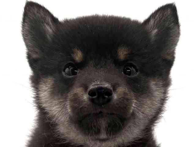 大阪府の柴犬(標準サイズ) (ひごペットフレンドリーイオンそよら海老江店/2025年10月6日生まれ/男の子/黒)の子犬の1枚目の画像