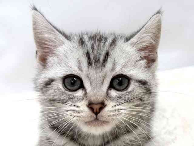 広島県のアメリカンショートヘアー (ひごペットフレンドリーゆめタウン廿日市店/2025年10月12日生まれ/男の子/シルバータビー)の子猫の1枚目の画像