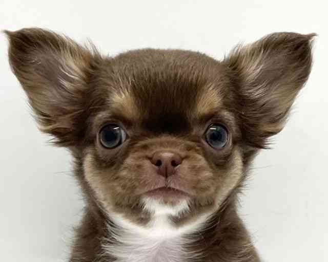 京都府のチワワ(ロング) (ひごペットフレンドリー京都店/2025年10月12日生まれ/女の子/チョコレートタンホワイト)の子犬の1枚目の画像