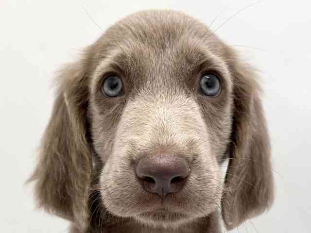 京都府のワイマラナー (ひごペットフレンドリー京都店/2025年10月10日生まれ/男の子/グレー)の子犬の1枚目の画像