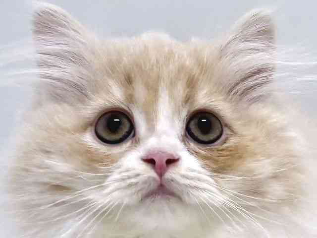 奈良県のマンチカン (ひごペットフレンドリー奈良パワーシティ店/2025年10月5日生まれ/男の子/クリームタビーホワイト)の子猫の1枚目の画像