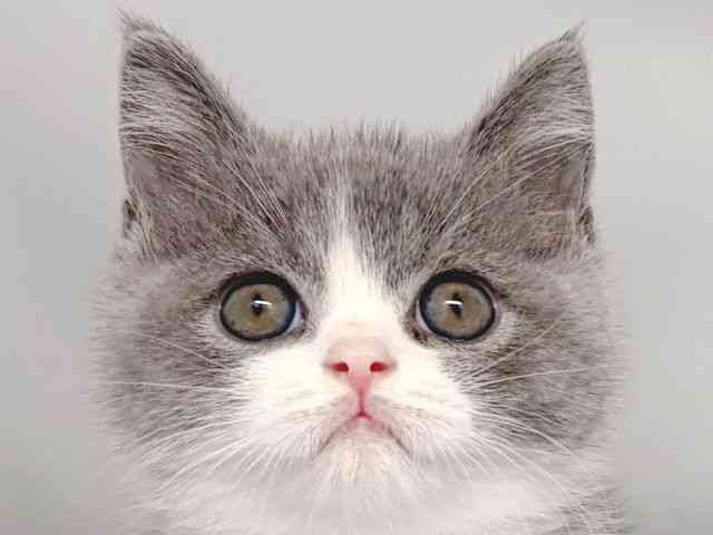 京都府のブリティッシュショートヘアー (ひごペットフレンドリー洛北阪急スクエア店/2025年10月11日生まれ/男の子/ブルーホワイト)の子猫の1枚目の画像