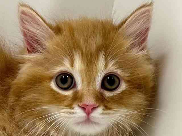 奈良県のマンチカン (ひごペットフレンドリーイオンモール橿原ウエスト・ビレッジ店/2025年10月6日生まれ/男の子/レッドタビー)の子猫