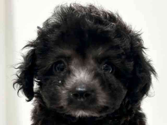 愛知県のトイプードル(トイ) (ひごペットフレンドリーららぽーと名古屋みなとアクルス店/2025年10月11日生まれ/男の子/シルバー)の子犬の1枚目の画像