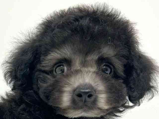 兵庫県のトイプードル(トイ) (ひごペットフレンドリーブルメールHAT神戸店/2025年10月11日生まれ/男の子/シルバー)の子犬