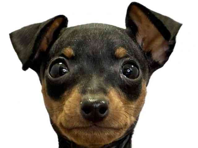 愛媛県のミニチュアピンシャー (ひごペットフレンドリーエミフルMASAKI店/2025年10月10日生まれ/男の子/ブラックタン)の子犬の1枚目の画像