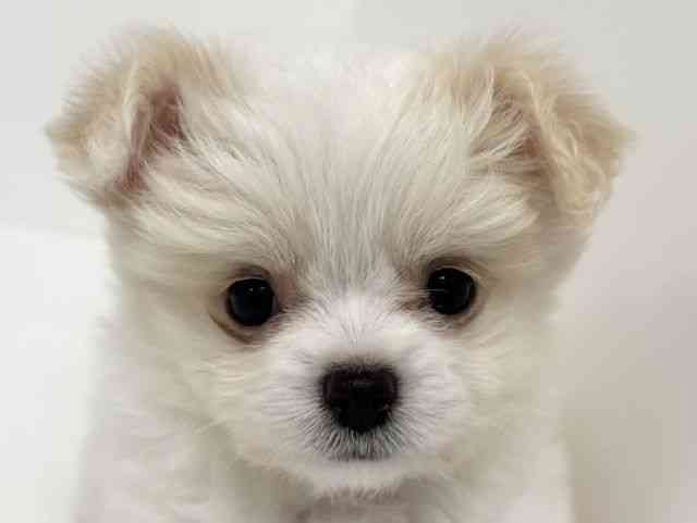 愛知県のハーフ犬・ミックス犬 (ひごペットフレンドリーイトーヨーカドー知多店/2025年10月9日生まれ/男の子/クリーム)の子犬の1枚目の画像