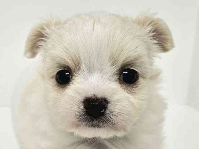 愛知県のハーフ犬・ミックス犬 (ひごペットフレンドリーイトーヨーカドー知多店/2025年10月9日生まれ/男の子/クリーム)の子犬の1枚目の画像