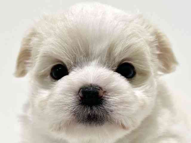 大阪府のハーフ犬・ミックス犬 (ひごペットフレンドリーイオン高槻店/2025年10月9日生まれ/男の子/クリーム)の子犬の1枚目の画像