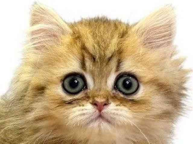 愛媛県のペルシャ (ひごペットフレンドリーエミフルMASAKI店/2025年9月20日生まれ/男の子/チンチラゴールデン)の子猫の1枚目の画像