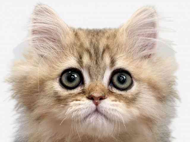 愛媛県のペルシャ (ひごペットフレンドリーエミフルMASAKI店/2025年9月20日生まれ/男の子/チンチラゴールデン)の子猫の1枚目の画像