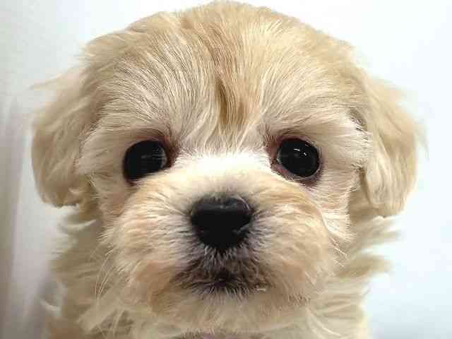 奈良県のハーフ犬・ミックス犬 (ひごペットフレンドリー奈良パワーシティ店/2025年10月12日生まれ/女の子/クリーム)の子犬