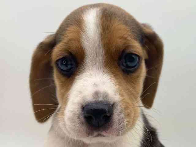 島根県のビーグル (ひごペットフレンドリーイオンモール出雲店/2025年10月12日生まれ/女の子/ブラックタンホワイト)の子犬の1枚目の画像