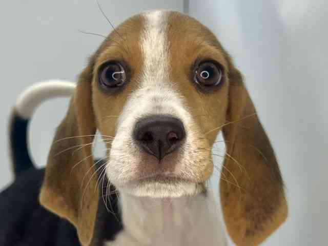 島根県のビーグル (ひごペットフレンドリーイオンモール出雲店/2025年10月12日生まれ/女の子/ブラックタンホワイト)の子犬の1枚目の画像