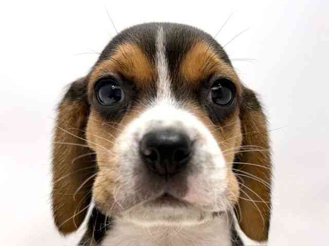 広島県のビーグル (ひごペットフレンドリーゆめタウン廿日市店/2025年10月12日生まれ/男の子/ブラックタンホワイト)の子犬の1枚目の画像