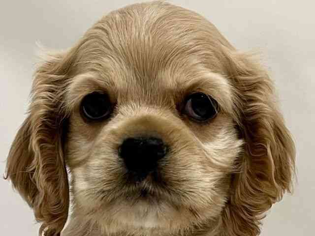 和歌山県のアメリカンコッカースパニエル (ひごペットフレンドリーパームシティ和歌山店/2025年10月11日生まれ/男の子/バフ)の子犬の1枚目の画像