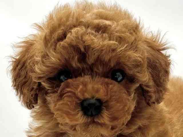 兵庫県のトイプードル(トイ) (ひごペットフレンドリークラウンパーク伊丹店/2025年10月8日生まれ/男の子/レッド)の子犬