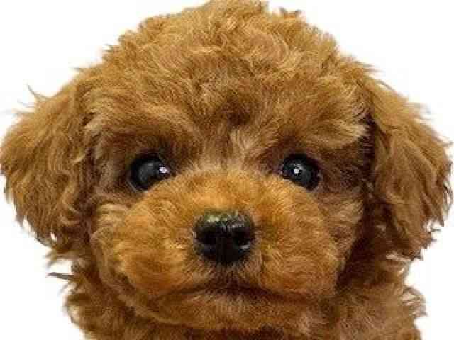 愛媛県のトイプードル(トイ) (ひごペットフレンドリーエミフルMASAKI店/2025年10月8日生まれ/男の子/レッド)の子犬の1枚目の画像