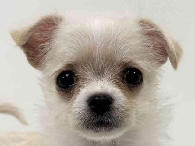 愛知県のチワマル/マルチワ(チワワ×マルチーズ) (ひごペットフレンドリーイトーヨーカドー知多店/2025年10月12日生まれ/女の子/クリーム)の子犬の1枚目の画像