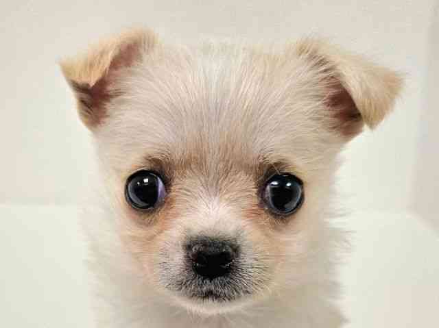 愛知県のチワマル/マルチワ(チワワ×マルチーズ) (ひごペットフレンドリーイトーヨーカドー知多店/2025年10月12日生まれ/女の子/クリーム)の子犬の1枚目の画像