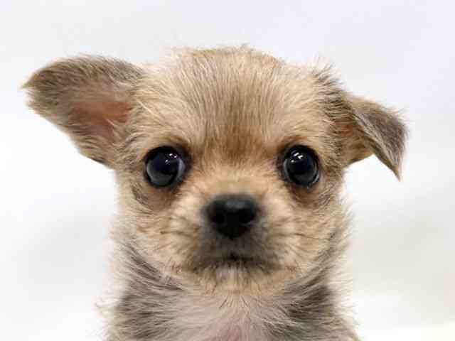 広島県のチワマル/マルチワ(チワワ×マルチーズ) (ひごペットフレンドリーゆめタウン廿日市店/2025年10月12日生まれ/女の子/フォーンホワイト)の子犬の1枚目の画像