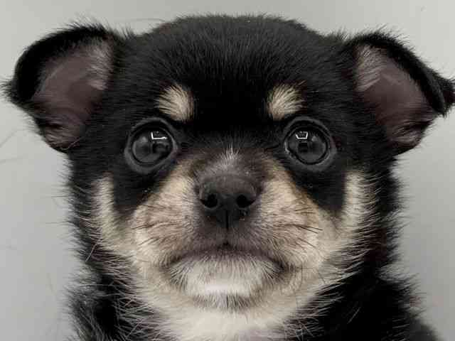 大阪府のポメチワ/チワポメ/ポメチー(ポメラニアン×チワワ) (ひごペットフレンドリーららぽーとEXPOCITY店/2025年10月11日生まれ/男の子/ブラックタンホワイト)の子犬の1枚目の画像