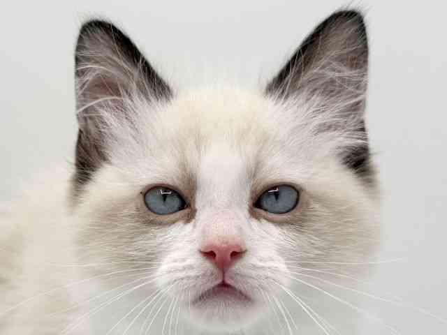 大阪府のラグドール (ひごペットフレンドリーみのおキューズモール店/2025年10月10日生まれ/男の子/シールポイントバイカラー)の子猫の1枚目の画像