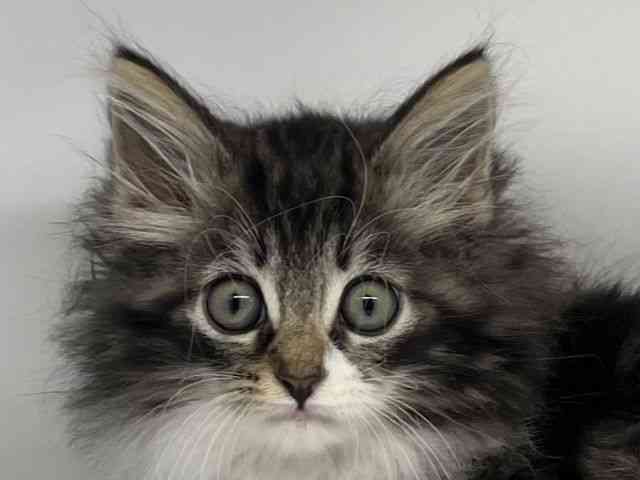 徳島県のノルウェージャンフォレストキャット (ひごペットフレンドリーゆめタウン徳島店/2025年10月12日生まれ/男の子/ブラウンタビーホワイト)の子猫の1枚目の画像