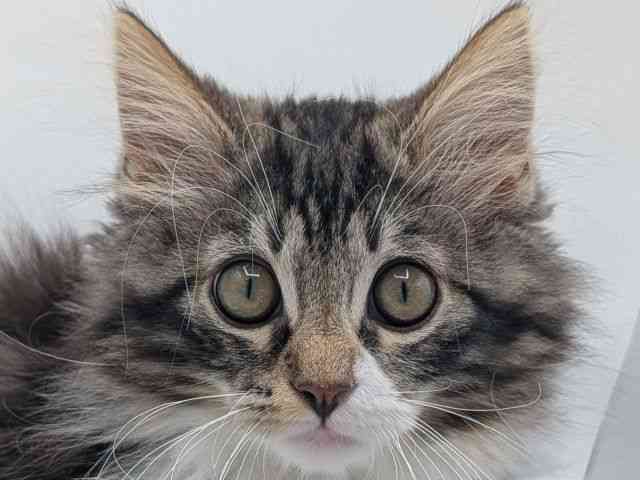 香川県のノルウェージャンフォレストキャット (ひごペットフレンドリーゆめタウン高松店/2025年10月12日生まれ/男の子/ブラウンタビーホワイト)の子猫の1枚目の画像