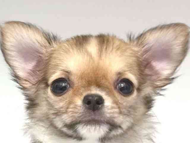 大阪府のチワワ(ロング) (ひごペットフレンドリー岸和田店/2025年10月10日生まれ/男の子/レッドセーブルホワイト)の子犬の1枚目の画像