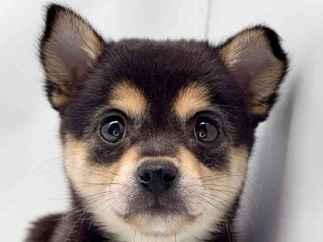 京都府のチワ柴/柴チワ/チワシバ(チワワ×柴) (ひごペットフレンドリー洛北阪急スクエア店/2025年10月7日生まれ/女の子/ブラックタンホワイト)の子犬