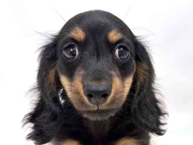 広島県のカニンヘンダックスフンド(ロング) (ひごペットフレンドリーゆめタウン廿日市店/2025年10月10日生まれ/男の子/ブラックタン)の子犬の1枚目の画像