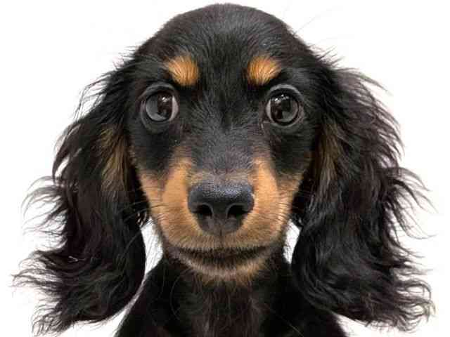 広島県のカニンヘンダックスフンド(ロング) (ひごペットフレンドリーゆめタウン廿日市店/2025年10月10日生まれ/男の子/ブラックタン)の子犬の1枚目の画像