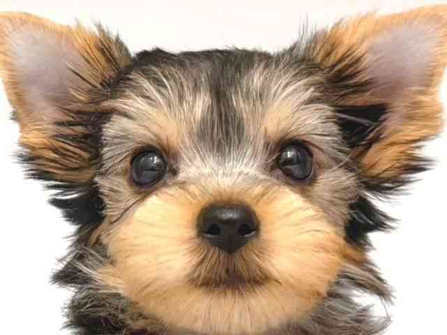 大阪府のヨークシャーテリア (ひごペットフレンドリー岸和田店/2025年10月9日生まれ/女の子/スチールブルータン)の子犬の1枚目の画像