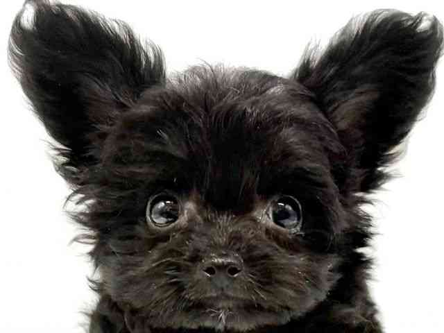 大阪府のハーフ犬・ミックス犬 (ひごペットフレンドリーイオンタウン豊中庄内店/2025年10月1日生まれ/男の子/ブラックホワイト)の子犬の1枚目の画像