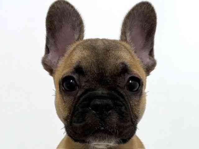 大阪府のフレンチブルドッグ (ひごペットフレンドリーベルファⅡ都島店/2025年10月5日生まれ/男の子/フォーン)の子犬の1枚目の画像