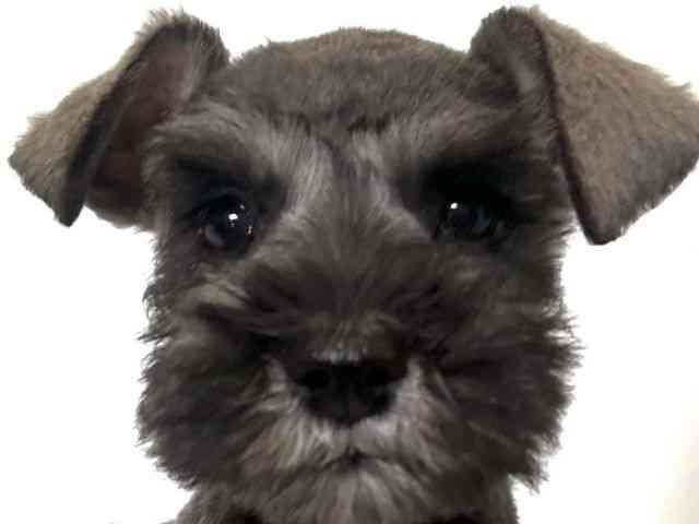 大阪府のミニチュアシュナウザー (ひごペットフレンドリーアクロスプラザ住之江店/2025年10月11日生まれ/女の子/ソルトペッパー)の子犬