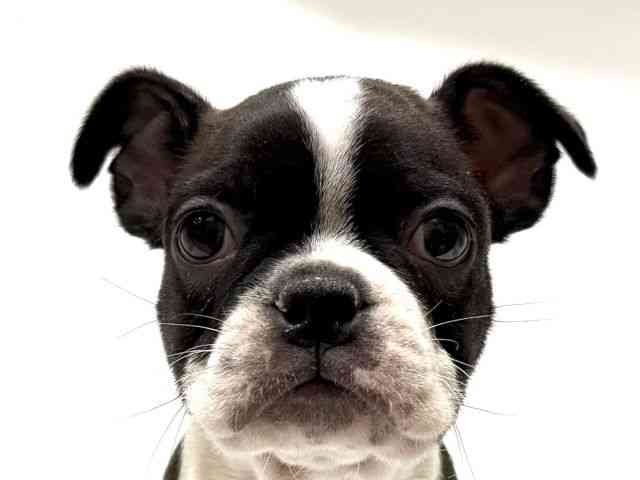 愛知県のボストンテリア (ひごペットフレンドリーヴィアモール アピタ江南西店/2025年10月3日生まれ/男の子/ボストンカラー)の子犬の1枚目の画像